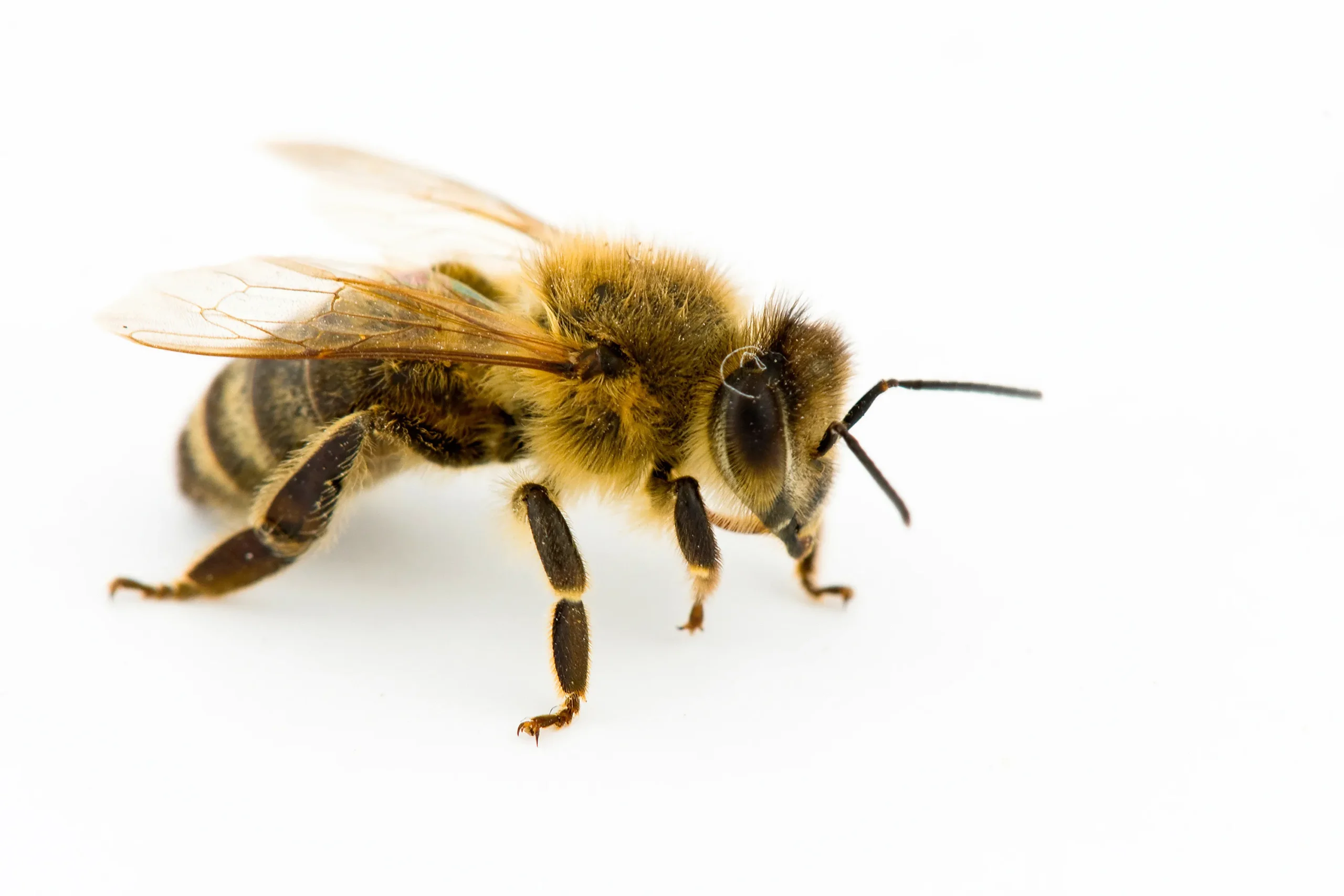 Bee