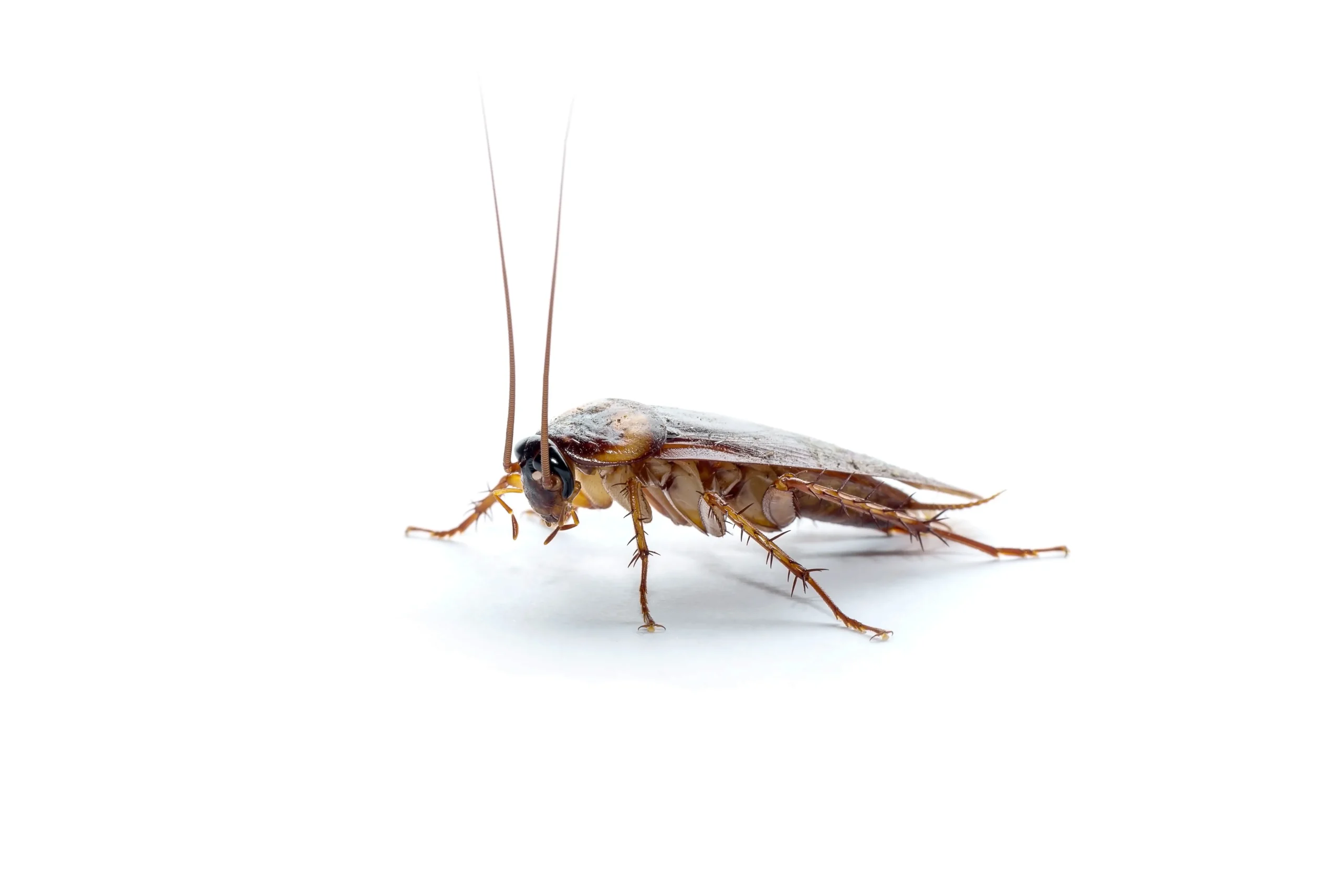 Cockroach