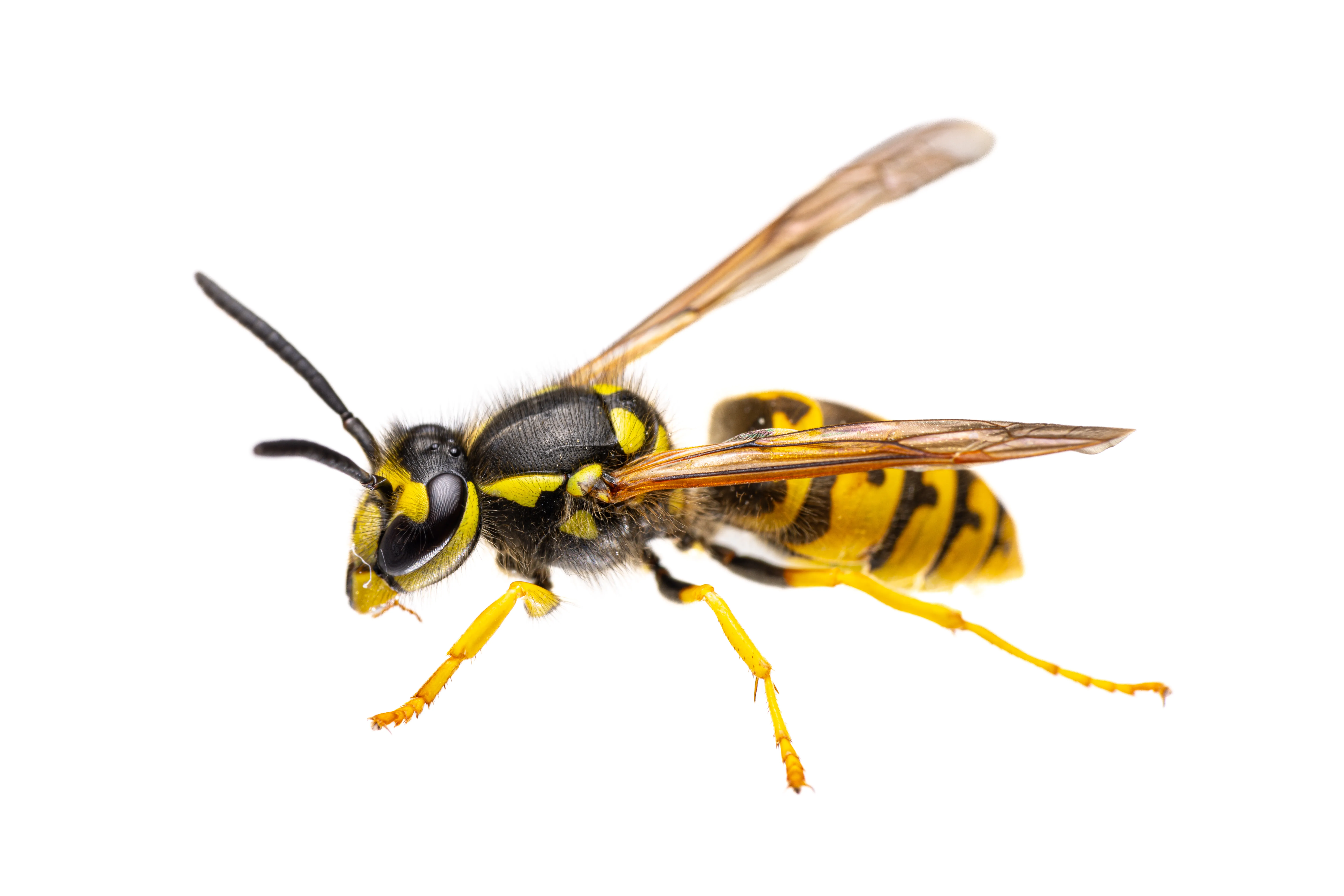 Wasp